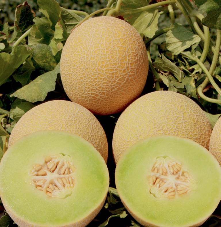 Premium Egyptian Fresh Galia Melon for Export - HS Code 080719