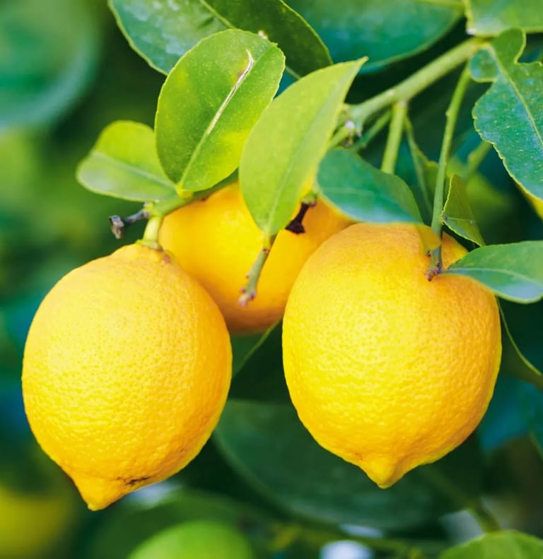 Premium Egyptian Fresh Lemon for Export - HS Code 080550