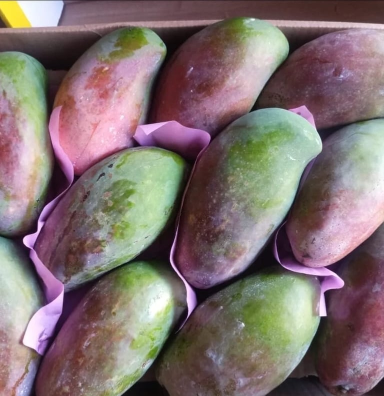 Premium Egyptian Fresh Mango for Export - HS Code 080450