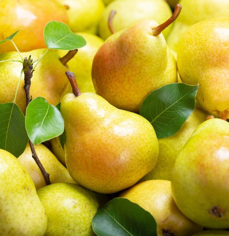 Premium Egyptian Fresh Pear for Export - HS Code 080830