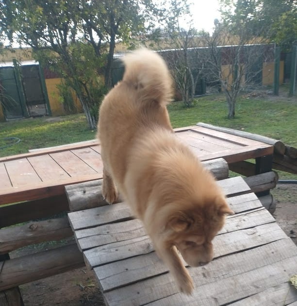 a dog is walking on a wooden platform