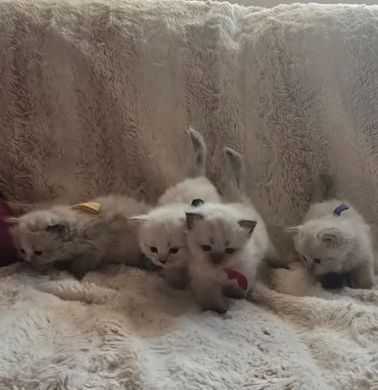 Color Point Siberian kittens