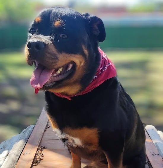 a dog sitting on a wooden table with a red bandanna