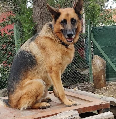 a dog sitting on a wooden platform 