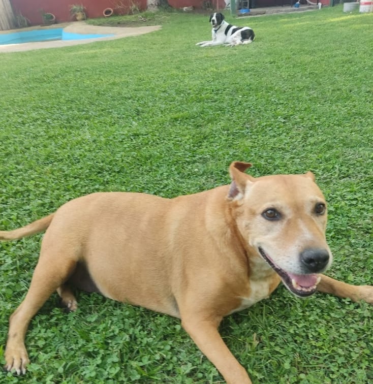 a dog laying on the grass in a yard