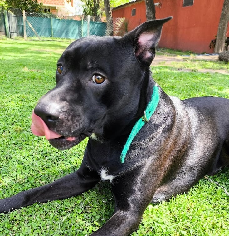a dog laying on the grass in a yard