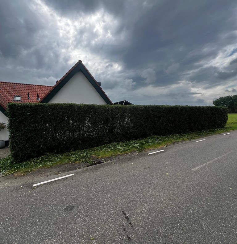 Ligusterhaag in Heerle