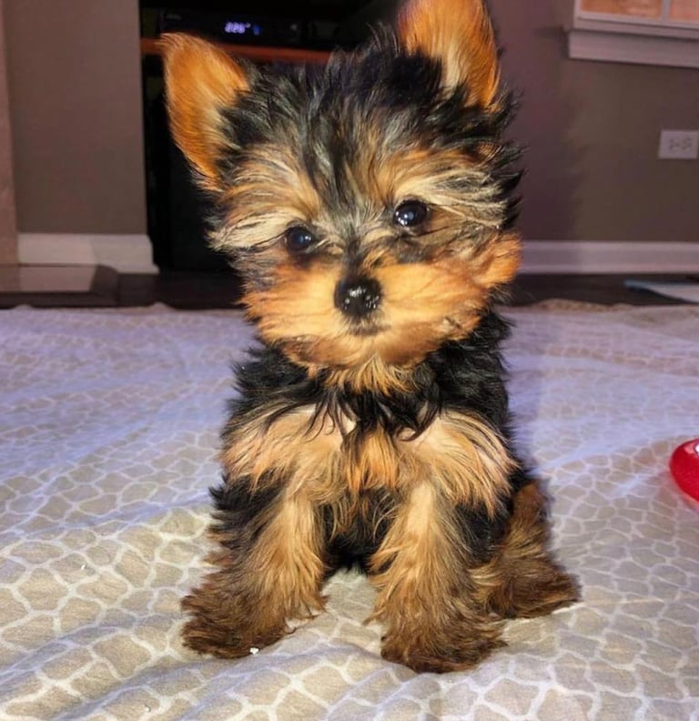 Yorkie Puppies For Sale, Teacup Yorkie puppy for sale, Yorkie puppy near me, Toy Yorkie breeder USA