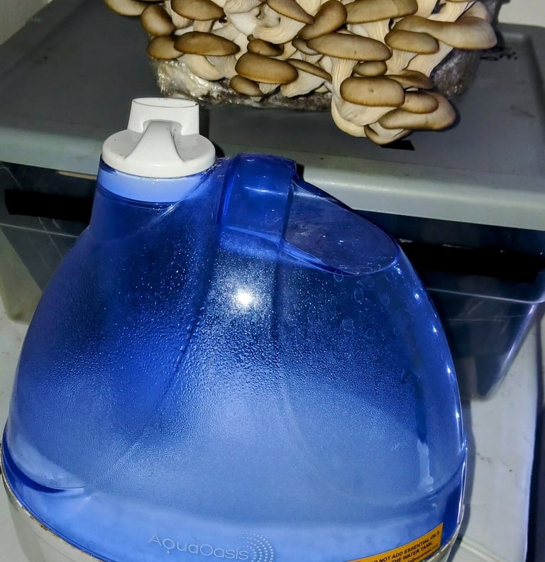 how to keep mushroom grow kits from drying out, easy trick using a humidifier