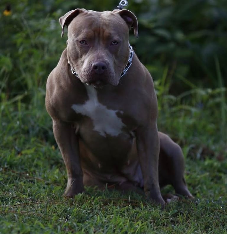 XL PITBULLS, XL AMERICAN BULLIES, TITANIUM KILO KENNELS, QBNK