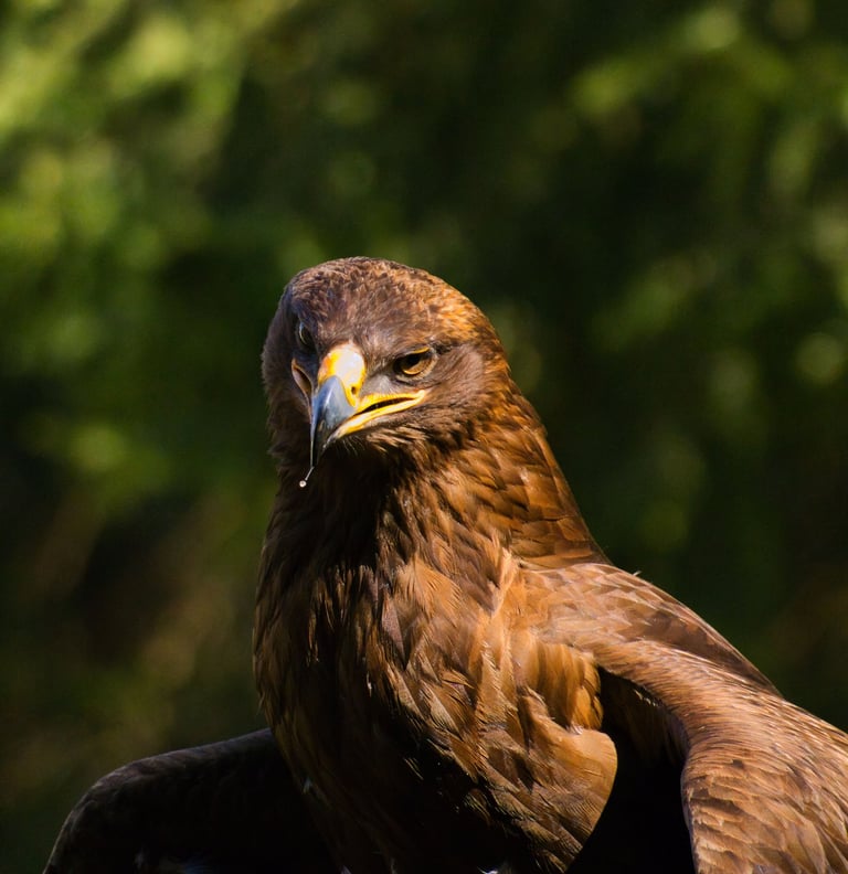 Close-up portrait of a majestic brown golden eagle bird of prey with a sharp yellow beak.