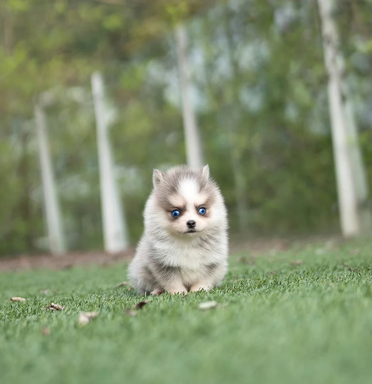 Pomsky Puppies for Sale