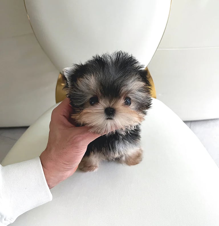 Morkie Puppies for Sale 