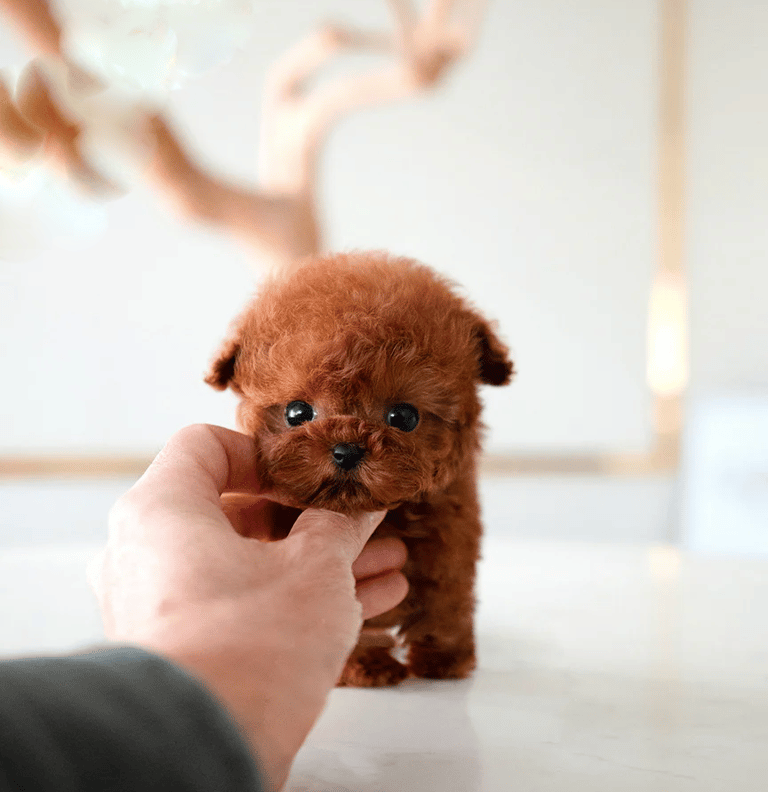 Poodle Puppies for Sale