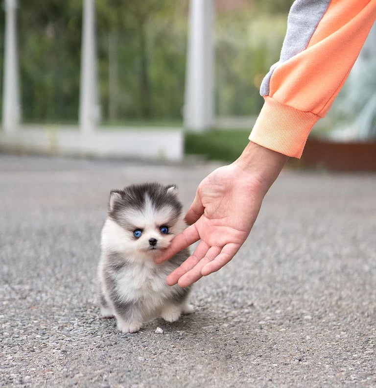 Pomsky Puppies for Sale