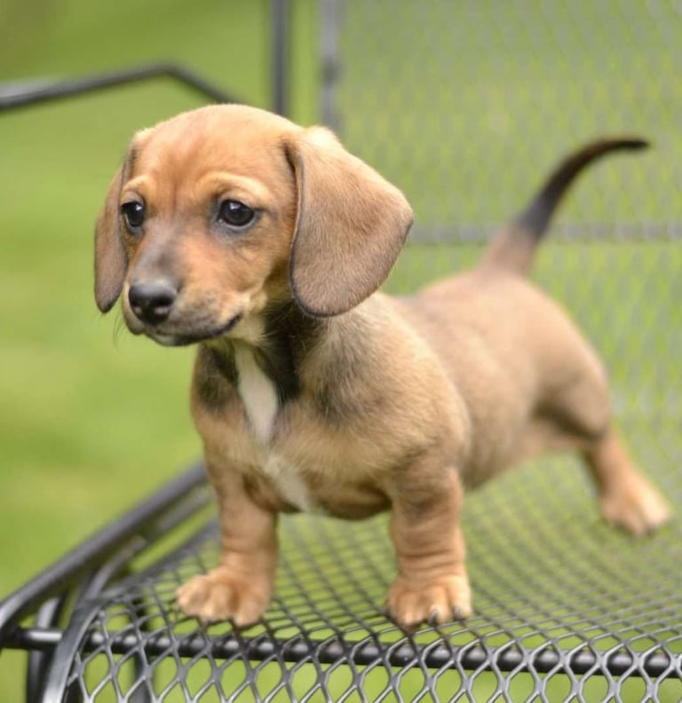 Dachshund Puppies for Sale