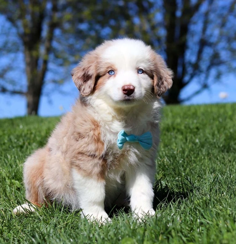 Australian Shepherd Puppies for Sale