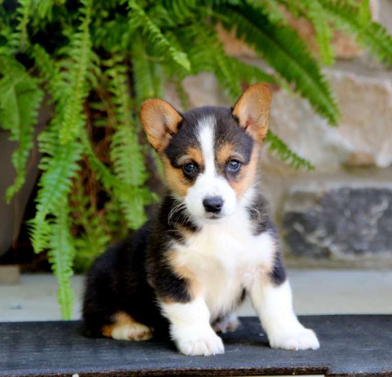 Corgi Puppies for Sale