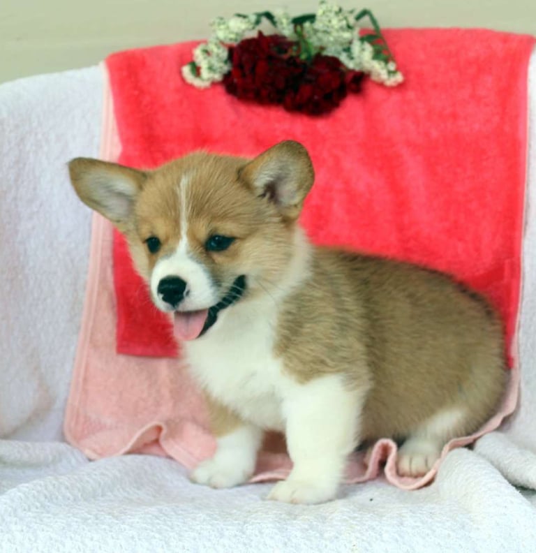 Corgi Puppies for Sale