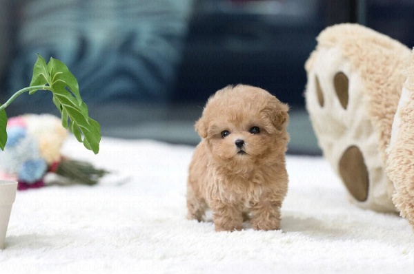 Poodle Puppies for Sale