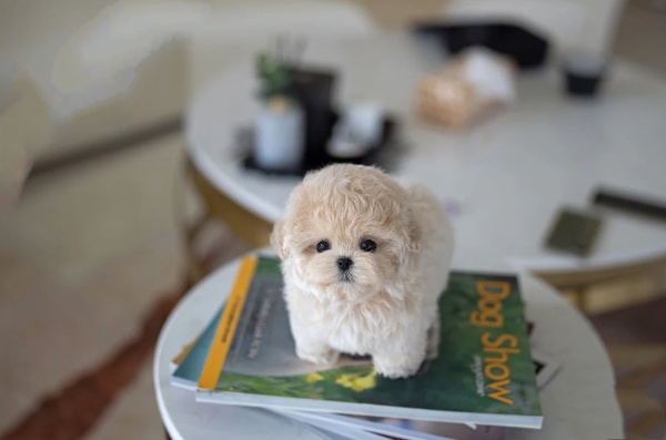 Maltipoo Puppies for Sale