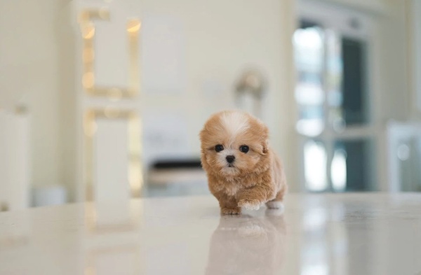 Maltipoo Puppies for Sale