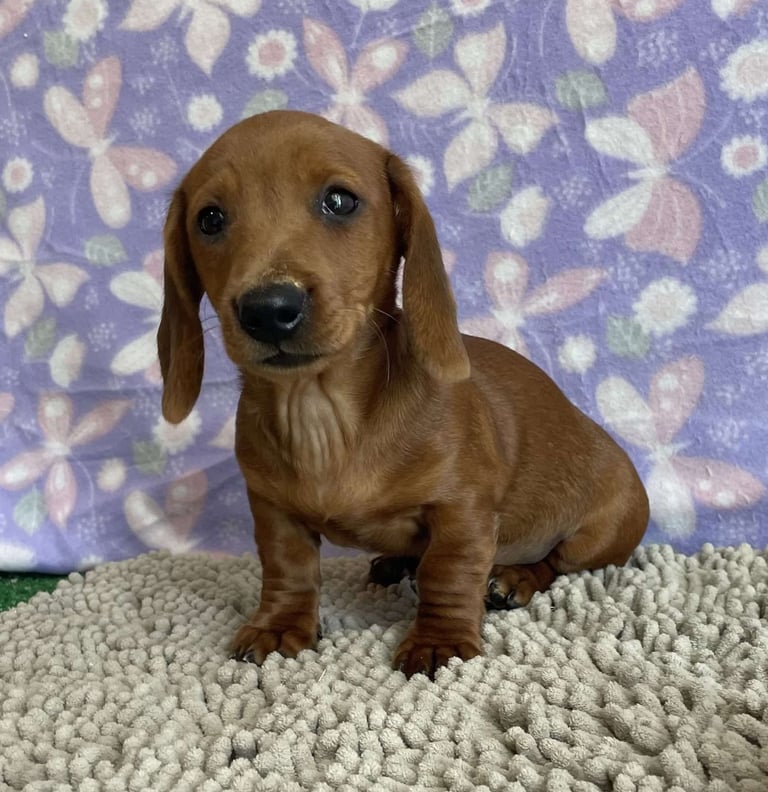 Dachshund Puppies for Sale