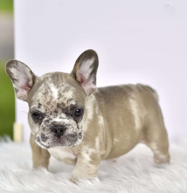 French Bulldog Puppies for Sale