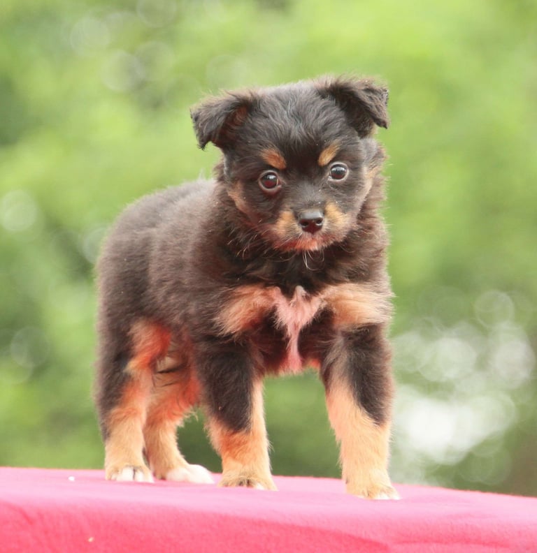 Australian Shepherd Puppies for Sale