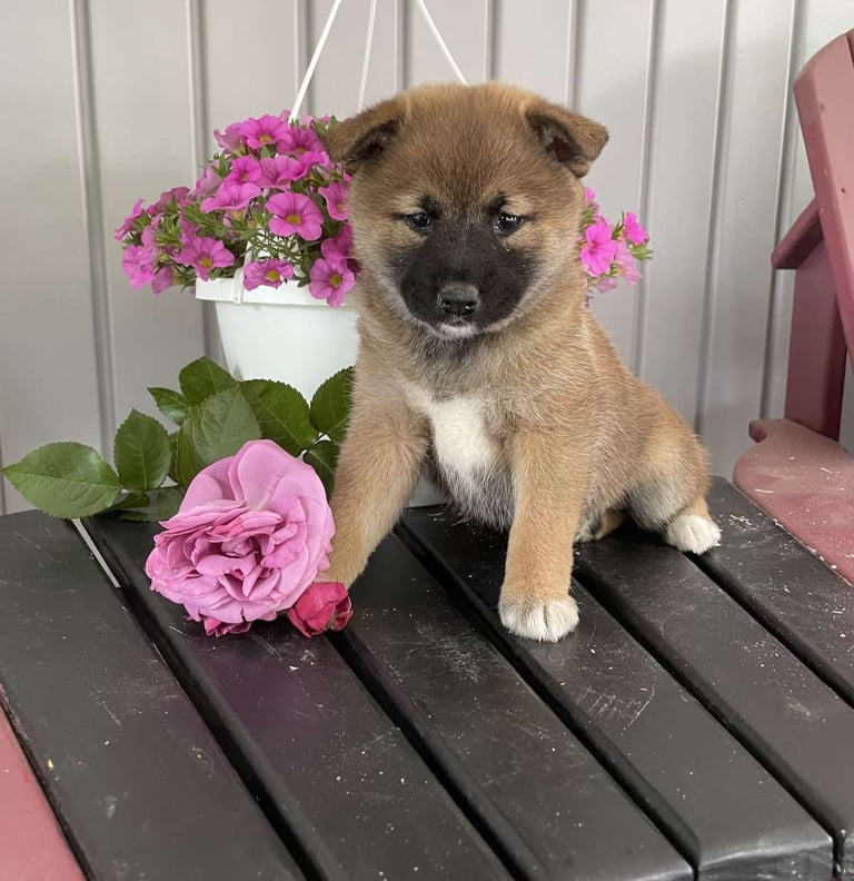 Shiba Inu Puppies for Sale 