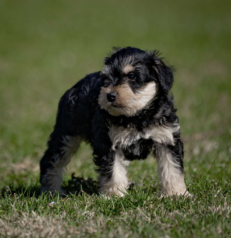 Miniature Schnauzer Puppies for Sale