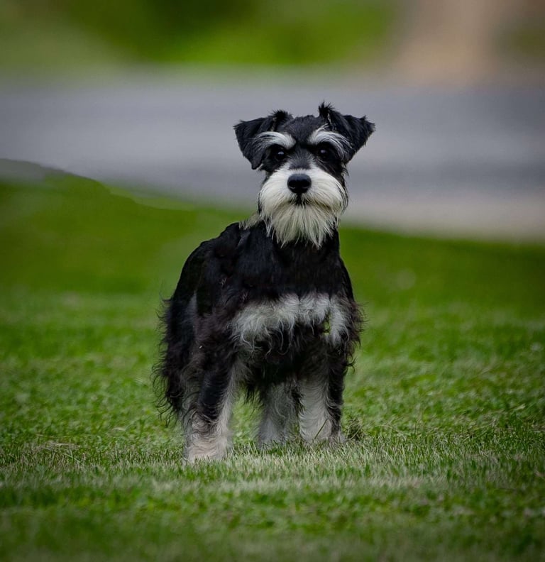 Miniature Schnauzer Puppies for Sale