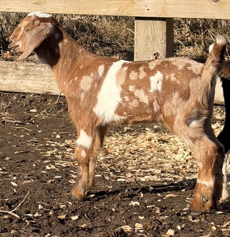 Brown goat with white spots standing near fence 