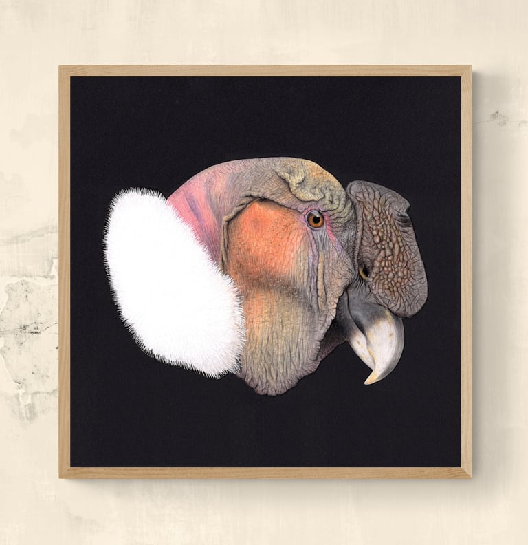 Wildlife Art Andean Condor