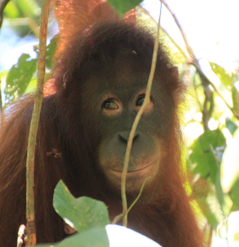 Orang Utan, Sabah, Malaysia