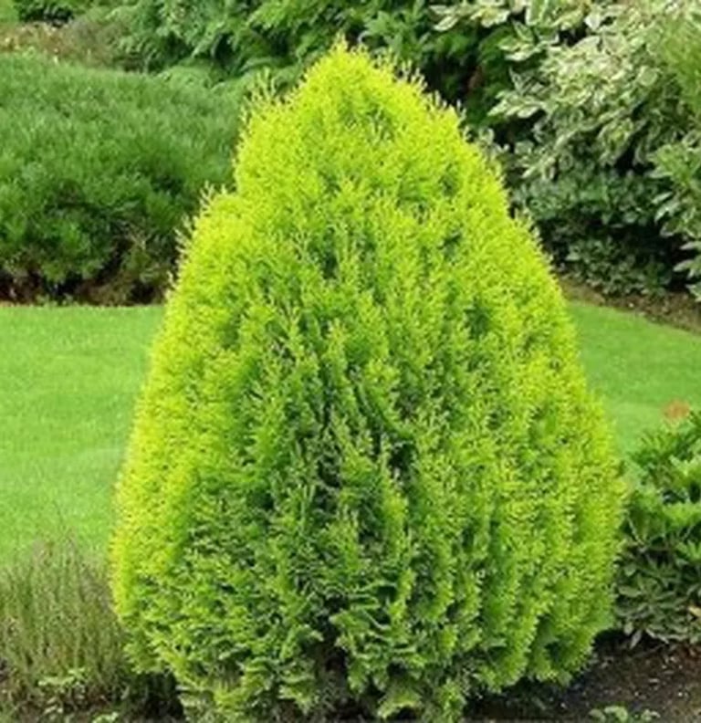 thuja nana aurea conífera indiscutible en cualquier jardín