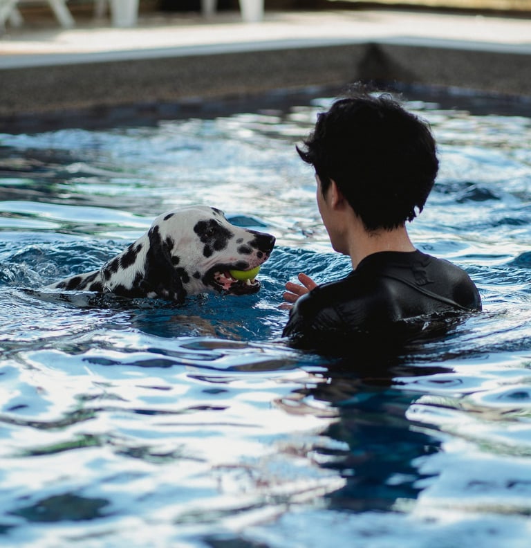 A Dalmatian dog swimming in a blue pool and holding a tennis ball while playing with a person.