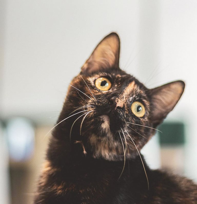 Gatinha em foto de divulgação da ONG Resgatto