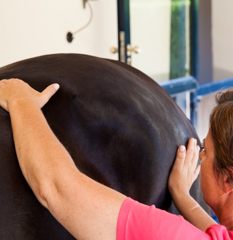 Professional equine massage therapist performing muscle therapy on a dark horse at a stable.