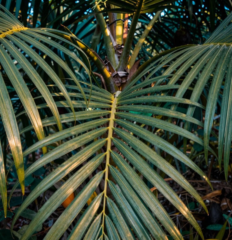 Close-up of healthy green palm oil leaves in a plantation in Indonesia, morning sunlight filtering through, rich teal and gold tones, photography.