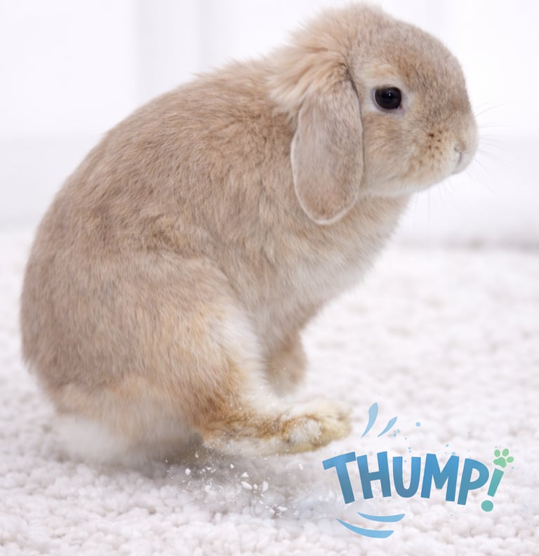 Hot Cross Buns' Tansy thumping to show displeasure