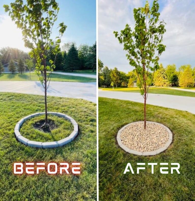 a tree planted in a circle with a tree in the middle