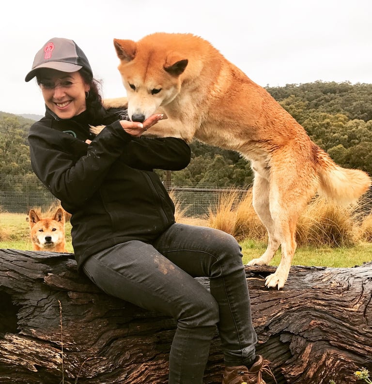 a woman sitting on a logwith dingoes in a field