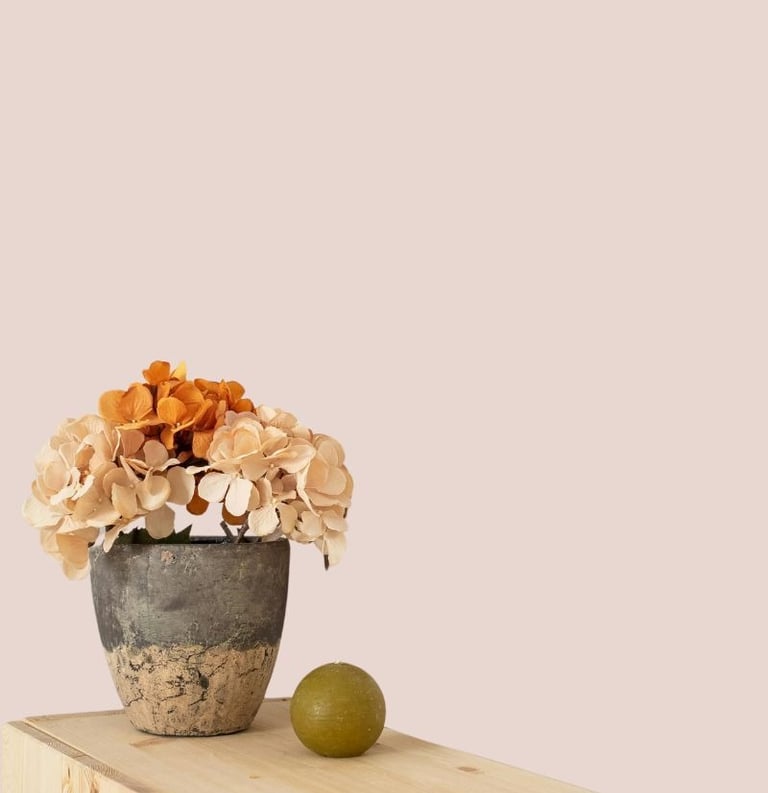Hortensias dans un pot