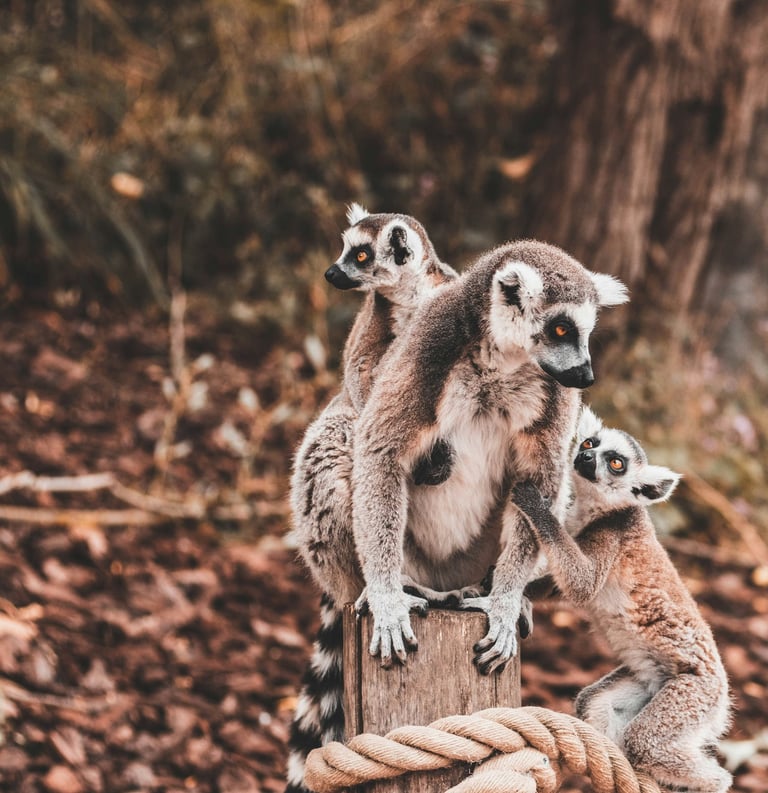 Andasibe-Mantadia National Park - kingdom of the "Indri", the largest living lemur