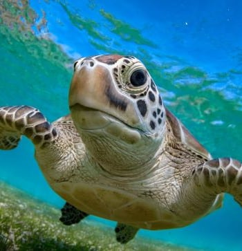 a turtle turtle turtle turtle turtle turtle turtle turtle turtle turtle turtle turtle turtle turtle turtle