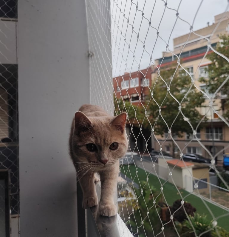 Gato caminando por la barandilla con red protectora en balcon