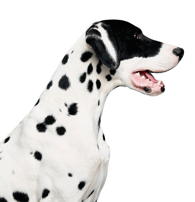 Alfie posing.  Image credit: Tom van Schelven