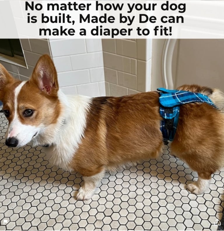 Corgi wearing blue plaid dog diapers standing on tile floor