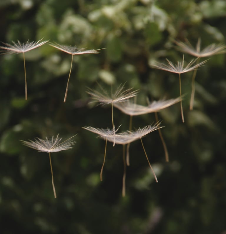 Dandelion seeds falling